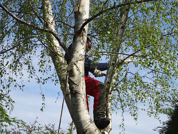 Best Leaf Removal  in Edwards, MS