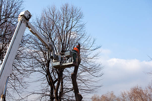 Best Fruit Tree Pruning  in Edwards, MS